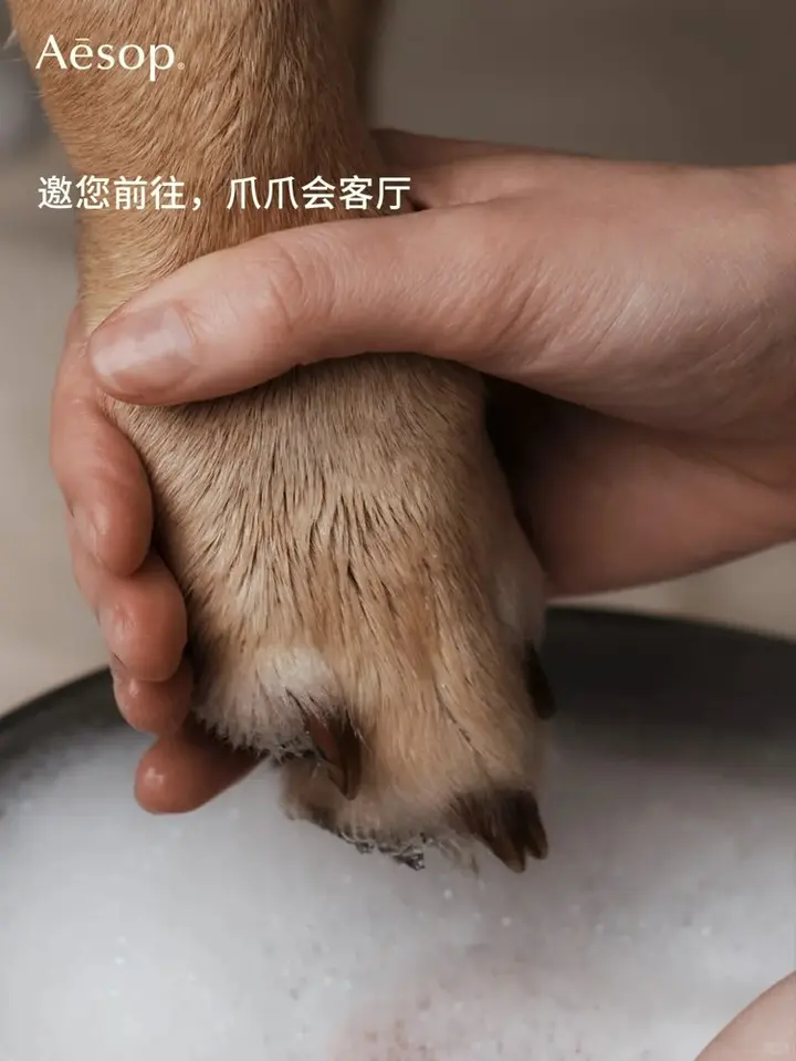 伊索请小狗来门店洗爪爪