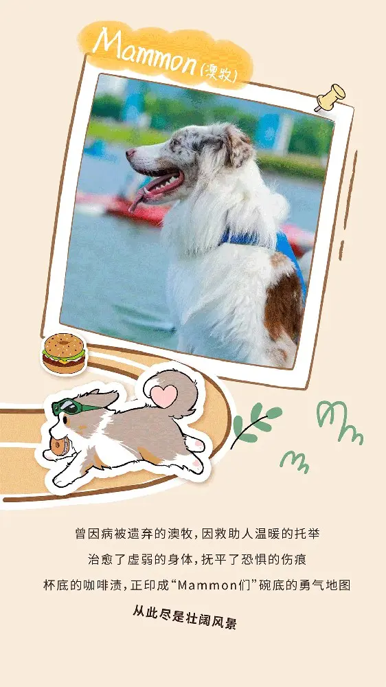 Tims × 帕特为流浪动物发声