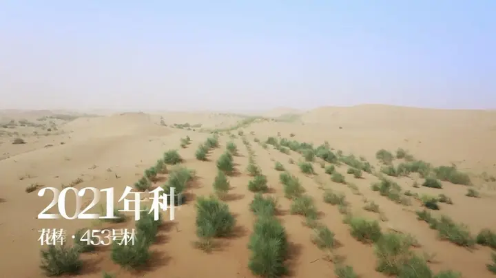 蚂蚁森林种下了第 6 亿棵树