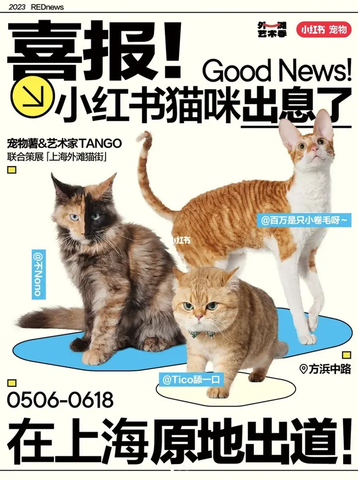 小红书邀你家猫咪在外滩「出道」